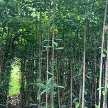 阴香原生苗1-4分，基地直销，一手货源，无中间商赚差价