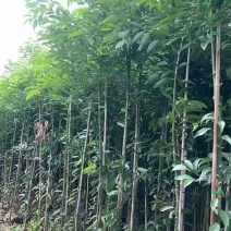 阴香原生苗1-3分，一手货源，基地直销，欢迎来电选购