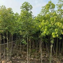 阴香原生苗1-5分，基地直销，一手货源，大量低价出售