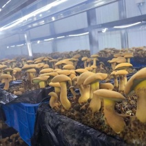 云南高山人工种植黄牛肝菌（见手青）