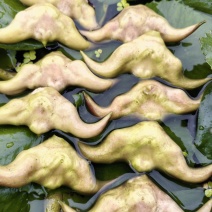 菱角嫩菱角老菱角