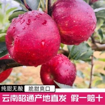 云南昭通苹果！红露丑苹果！樱桃苹果供应链！代办全国！代发