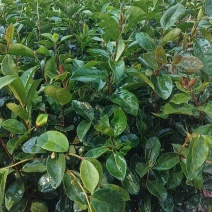 油茶苗基地供货，直接批发，没有中间商，一级靓货
