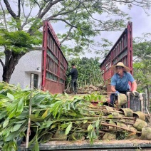 大叶相思30-300高，规格齐全，基地直销，一手货源