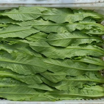 精品油麦