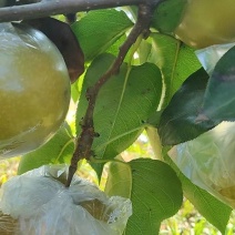 永川黄瓜山黄花梨成熟了