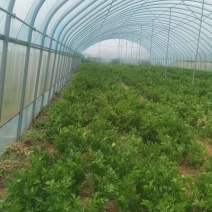 皇后芹菜