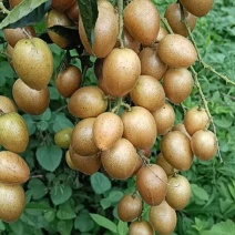 黄皮