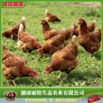 厂家直销正宗海兰褐蛋鸡苗高产蛋鸡苗年产300枚