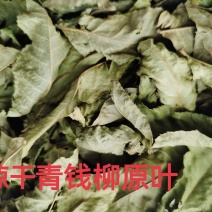 正品青钱柳叶子青钱柳原叶青钱柳金钱柳茶叶