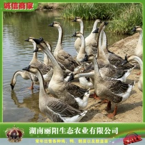 厂家直销灰鹅苗雁鹅苗除草鹅苗麻鹅苗马岗鹅苗