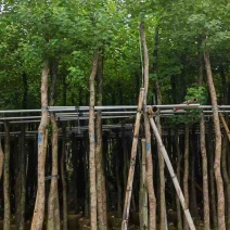 乌桕5-18分，基地直销，一手货源，无中间商赚差价