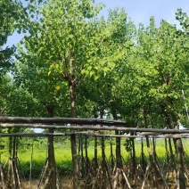 乌桕5-15分，一手货源，基地直销，规格齐全，大量低价出售