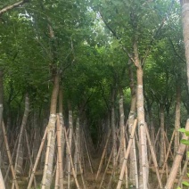 乌桕5-18分，规格齐全，基地直销，一手货源，欢迎来电选购