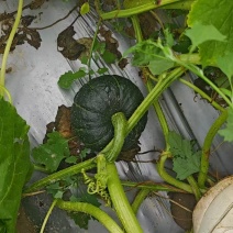 贝贝南瓜