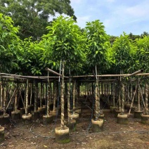 白玉兰3-18分，一手货源，基地直销，规格齐全，欢迎来电选购