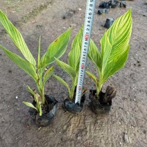 花叶美人蕉20-60高，规格齐全，基地直销，一手货源