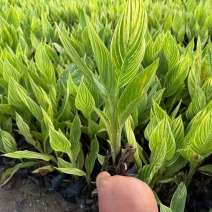 花叶美人蕉20-60高，基地直销，一手货源，无中间商赚差价