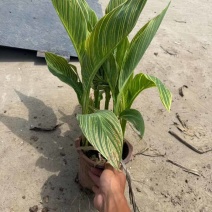 花叶美人蕉20-60高，5斤袋，7斤袋，，基地直销