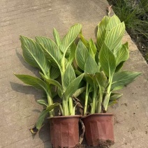 花叶美人蕉20-60高，基地直销，一手货源，欢迎来电选购