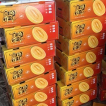 甘肃产区金色年华，皮薄肉厚，15个糖，支持一件代发