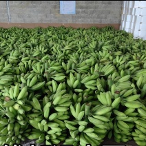 广西牛角蕉新鲜大芭蕉产区直供