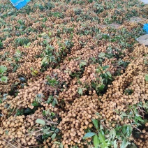 广东茂名龙眼