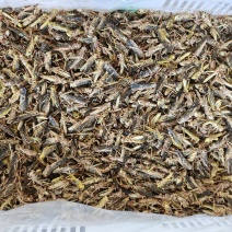 新货二茬冷冻大包装