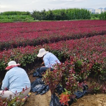 紫叶矮樱