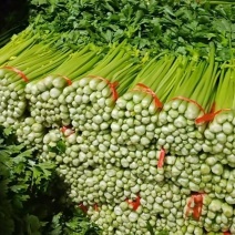 高原夏菜精品五指芹