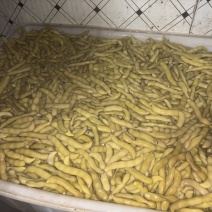 狗爪豆