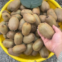 湘西猕猴桃米良一号现摘现发品质保证欢迎来电洽谈