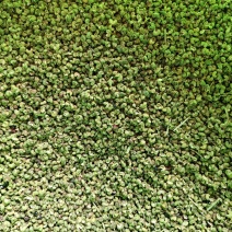 干花椒，产地直销