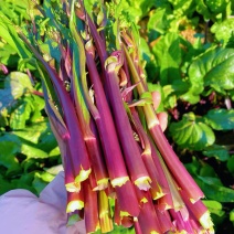 新选九月鲜红菜苔种子杂交小叶油亮绿芯红菜苔秋季耐寒高产