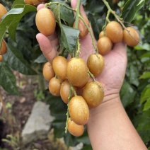 广西黄皮果无籽黄皮鸡心黄皮、土黄皮、黑金刚黄皮果代办包园