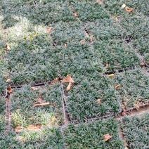 玉龙草50*50盘装货