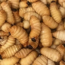 竹笋虫养殖批发源头