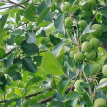 赤峰沙果青沙果