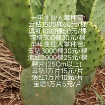 仙人掌种苗