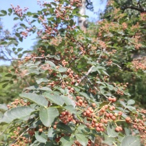 大红袍花椒