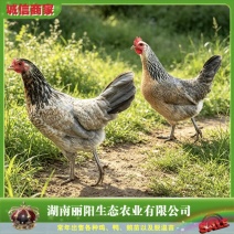 厂家直销鸡苗鹊山鸡苗彩凤鸡苗扁鹊鸡苗适合放养