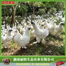 泰和乌鸡苗/竹丝鸡苗/白乌鸡苗/提供养殖技术