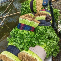 萧山本地香芹，农户产地直销