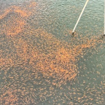 大量红鲤鱼苗