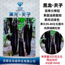 黑龙天子杂交一代黑长茄肉质松软果实长棒型春秋基地