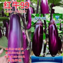 红牛99光泽度好杂交一代紫红茄肉质细嫩货架期长抗病高产基