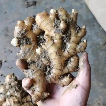 山东省沂南县小黄姜