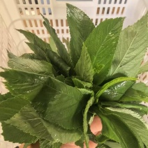 帝王菜