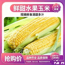 甘肃水果玉米品质保证诚信经营欢迎联系接商超市场电商