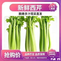 甘肃芹菜品质保证诚信经营接电商市场商超欢迎联系
